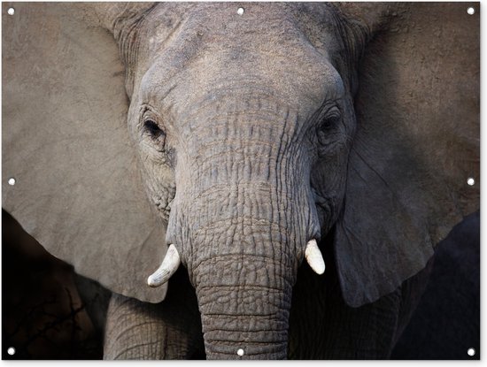 Tuinposter - Tuindoek - Tuinposters buiten - Close-up van een olifant - 120x90 cm - Tuin