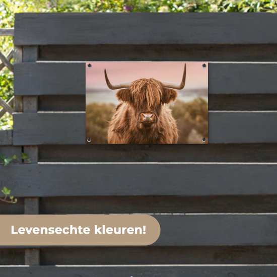 Schotse hooglander met lange horens en bruin haar, met een roze lucht op de achtergrond.