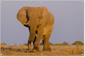 Tuinposter - Tuindoek - Tuinposters buiten - Afrikaanse olifant in het zand - 120x80 cm - Tuin