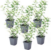 Plant in a Box - Solanum Rantonnetii 'Nachtschade' - Set van 6 - Bloeiende struik - Pot 9 cm - Hoogte 25-40 cm