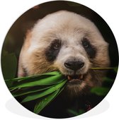 WallCircle - Wandcirkel ⌀ 90 - Dieren - Panda - Jungle - Ronde schilderijen woonkamer - Wandbord rond - Muurdecoratie cirkel - Kamer decoratie binnen - Wanddecoratie muurcirkel - Woonaccessoires