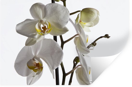 Muurstickers - Sticker Folie - Witte mot orchidee - 30x20 cm - Plakfolie - Muurstickers Kinderkamer - Zelfklevend Behang - Zelfklevend behangpapier - Stickerfolie