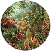 Label2X - Muurcirkel Muscinae van Ernst Haeckel - Ø 120 cm - Forex - Multicolor - Wandcirkel - Rond Schilderij - Muurdecoratie Cirkel - Wandecoratie rond - Decoratie voor woonkamer of slaapkamer