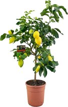 Trendyplants - Citroenboom - Tuinplant - Hoogte 140-160 cm - Potmaat Ø24cm - Citrus Lemon