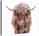 Gros plan d'un highlander écossais enneigé Aluminium 120x80 cm - Tirage photo sur aluminium (décoration murale métal)