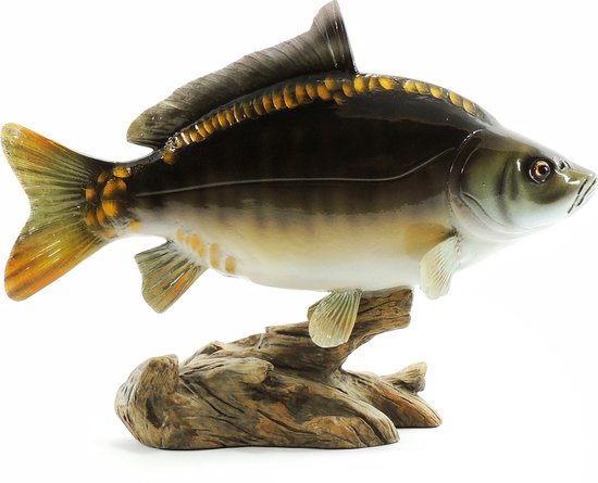 3D Real Fish Trophy Carp 56 cm Levensecht Karperbeeld Beeld Karper Trofee Prijs Karperwedstrijd Vis