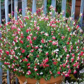 4 x Salie Hot Lips XL Rood|Roze|Wit - Winterharde Tuinplant Wintergroen - Salvia microphylla 'Hot Lips' in C2(liter) pot met hoogte 10-30cm