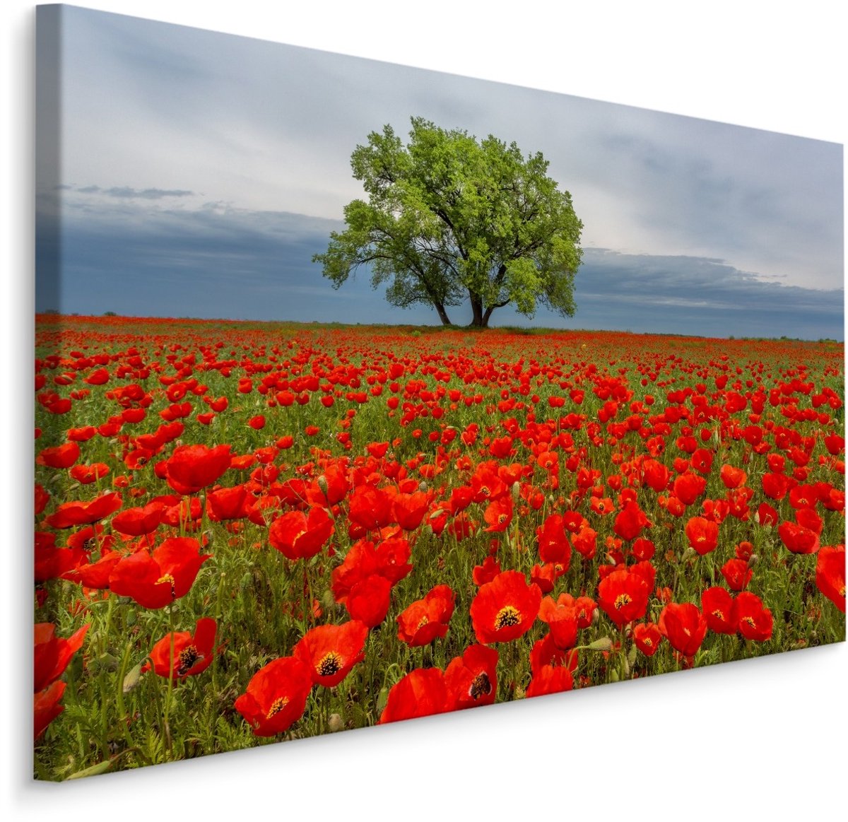 karo-art Schilderij - Klaprozen veld, premium print Multikleur