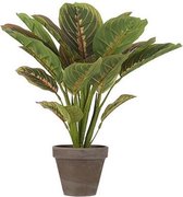 Groene Calathea kunstplant 38 cm in bruine plastic pot - Kunstplanten/nepplanten