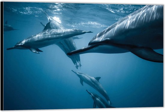 Dibond –Groepje Dolfijnen in het Water-90x60 Foto op Aluminium (Met ophangsysteem)