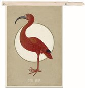 Schilderij - Red Ibis