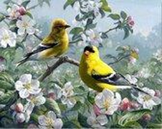 Diamond Painting Vogels - #9 - 55 x 70 cm - Maak Zelf de Mooiste  Schilderijen | bol