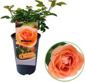 Rosa 'Hansestadt Rosstock'  - Grootbloemige roos op pot - Oranje - ↑ 35-40cm - Ø 17cm