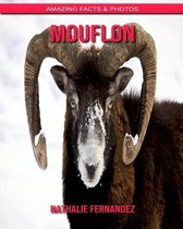 Mouflon