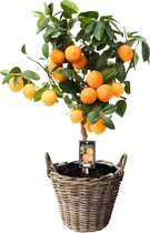 Citrus aurantifolia 'Red Lime' - Limoenboom met vruchten - Incl. rieten mand - ↑ 85-90cm - Mand Ø 40cm