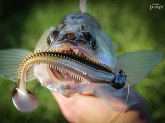Fox Rage Spikey shad - 6 cm - Lemon Tiger van Fox Rage — afbeelding 4