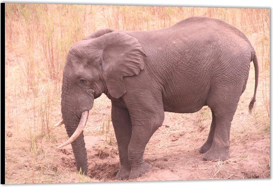 Dibond - Olifant Graaft een Kuil- Foto op Aluminium (Met Ophangsysteem)