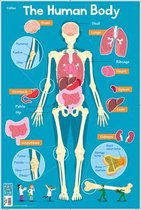 Human Body 11 Collins Childrens Poster