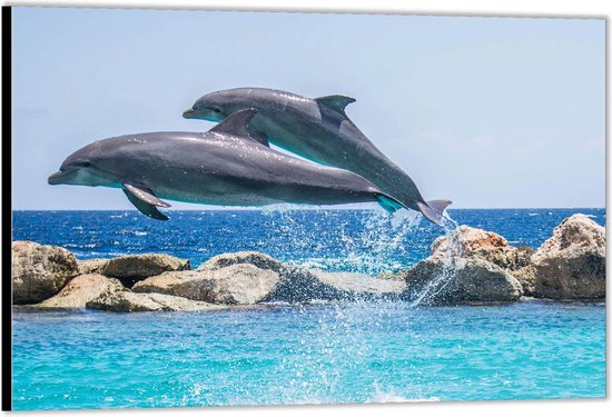 Dibond –Twee Dolfijnen bij Rotsen– 60x40 Foto op Aluminium (Wanddecoratie van metaal)