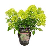4x Hydrangea paniculata 'Little Lime' - Hortensia met pluimbloem in 3 liter pot met planthoogte 30-40cm