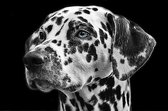 DP® Diamond Painting pakket volwassenen - Afbeelding: Dalmatiï¿½?Â«r 02 - 50 x 75 cm volledige bedekking, vierkante steentjes - 100% Nederlandse productie! - Cat.: Dieren - Honden