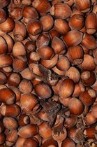 Huge Harvest of Hazelnuts Journal
