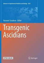 Transgenic Ascidians