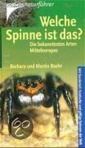 Welche Spinne ist das?