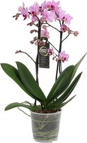Orchidee van Botanicly – Vlinder orchidee – Hoogte: 45 cm, 2 takken, Wit-roze bloemen – Phalaenopsis Santiago