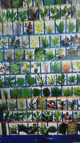 Aquariumplanten - Cryptocoryne Mix