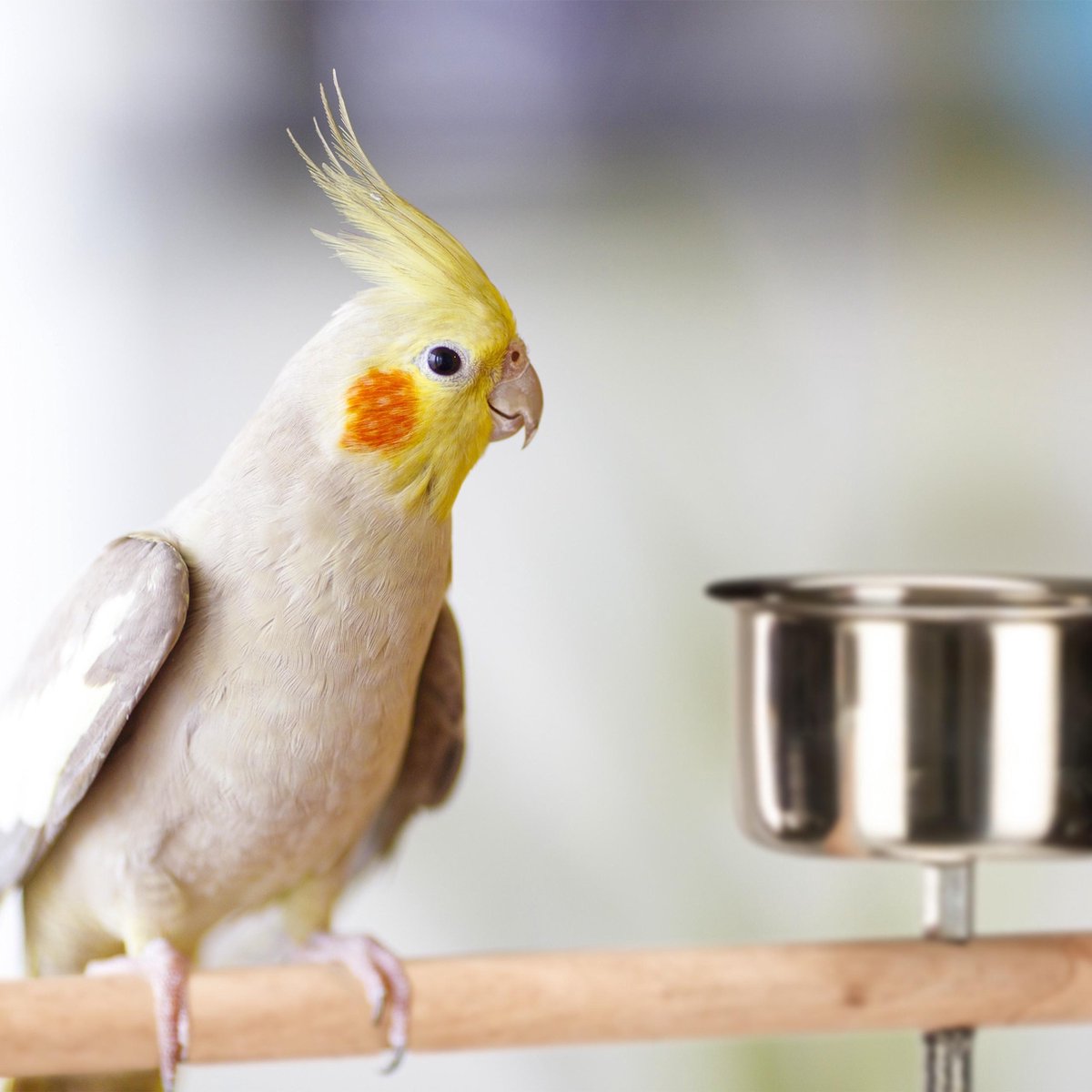 Relaxdays papegaaien standaard - zitstok voor vogels - 2 etensbakjes -  vogel standaard | bol.com