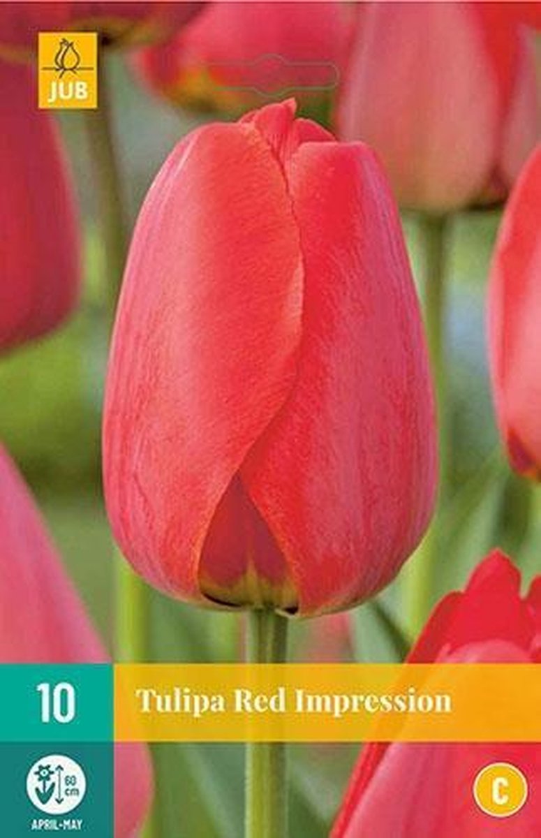 10 TULIPA RED IMPRESSION 11/12