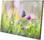 Kleurrijke vlinder  | 90 x 60 CM | Wanddecoratie | Dieren op canvas |Schilderij | Canvasdoek | Schilderij op canvas