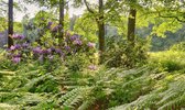 Fotobehang van bloeiende Rhodendendrons in varenbos 250 x 260 cm - € 175,--