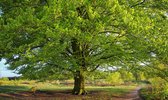 Fotobehang Beukenboom in voorjaarsblad 450 x 260 cm