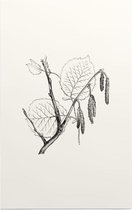 Hazelaar zwart-wit (Hazel) - Foto op Forex - 100 x 150 cm