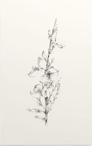 Genisteae zwart-wit Schets (Broom) - Foto op Forex - 40 x 60 cm