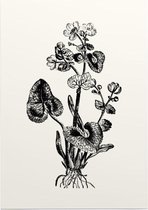 Gewone Dotterbloem zwart-wit (Marsh Marigold) - Foto op Posterpapier - 42 x 59.4 cm (A2)
