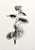 Look-zonder-look zwart-wit (Garlic Mustard) - Foto op Posterpapier - 42 x 59.4 cm (A2)