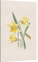 Gele Narcis (Daffodil) - Foto op Canvas - 100 x 150 cm