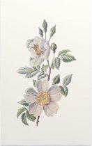 Bosroos (Field Rose) - Foto op Forex - 30 x 45 cm