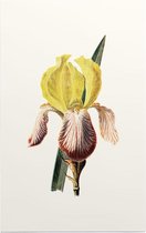 Iris (Iris White) - Foto op Forex - 100 x 150 cm