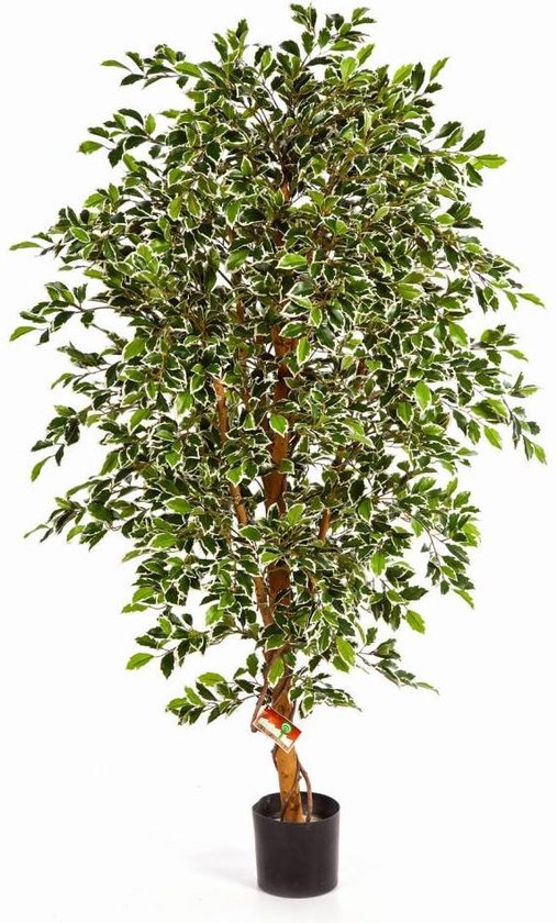 Ficus lyrata (vioolbladplant) | Plantengids