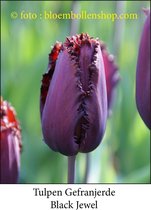 tulp Black Jewel 25 bollen maat 12/+ tulpen bloembollen- gefranjeld