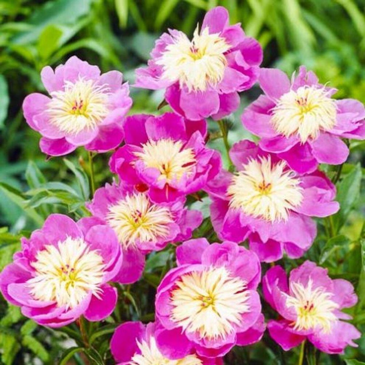 Pioenroos Wortel - White Nippon - Tuinplant Winterhard - 1 stuk - Wit - Buitenplanten