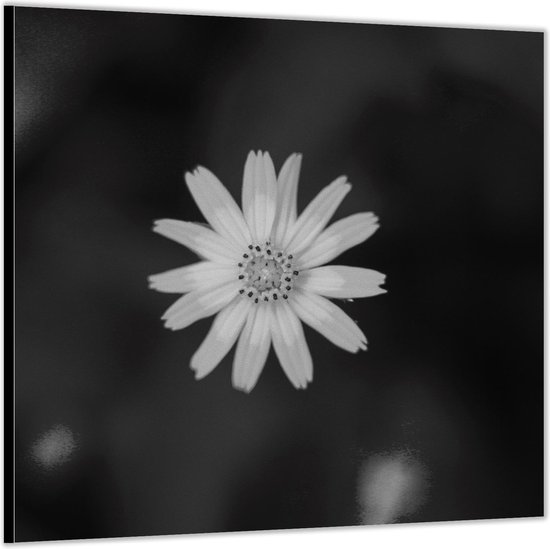 Dibond –Madeliefje op Zwarte Achtergrond– 50x50 Foto op Aluminium (Wanddecoratie van metaal)