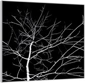 Acrylglas –Witte Tak met Zwarte Achtergrond– 80x80 (Wanddecoratie op Acrylglas)