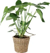 Monstera Deliciosa - Luchtzuiverende gatenplant incl. rieten mand - ↕65-75 cm - Ø 23x22cm