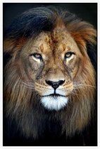 Leeuw koning jungle - Foto op Akoestisch paneel - 80 x 120 cm