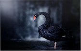 Zwarte zwaan op zwarte achtergrond - Foto op Forex - 45 x 30 cm